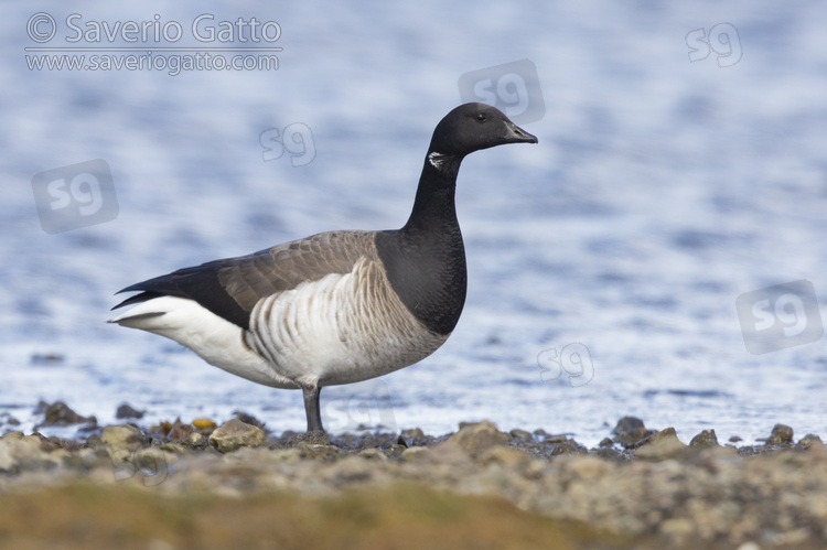Brant Goose, side view of an adult standing on the ground