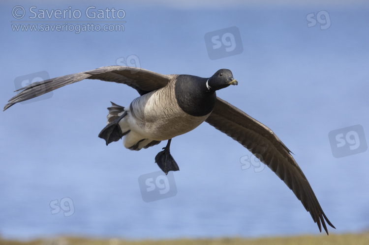 Brant Goose, adult in flight