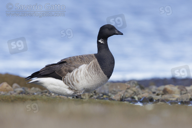 Brant Goose