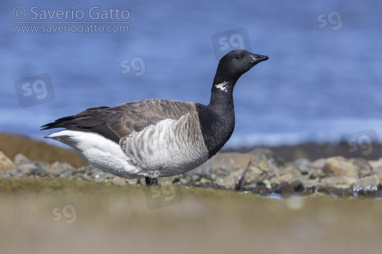 Brant Goose, side view of an adult standing on the ground