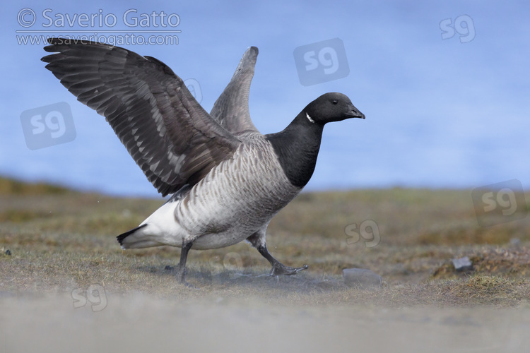 Brant Goose, adult standing on the ground with its wings opened