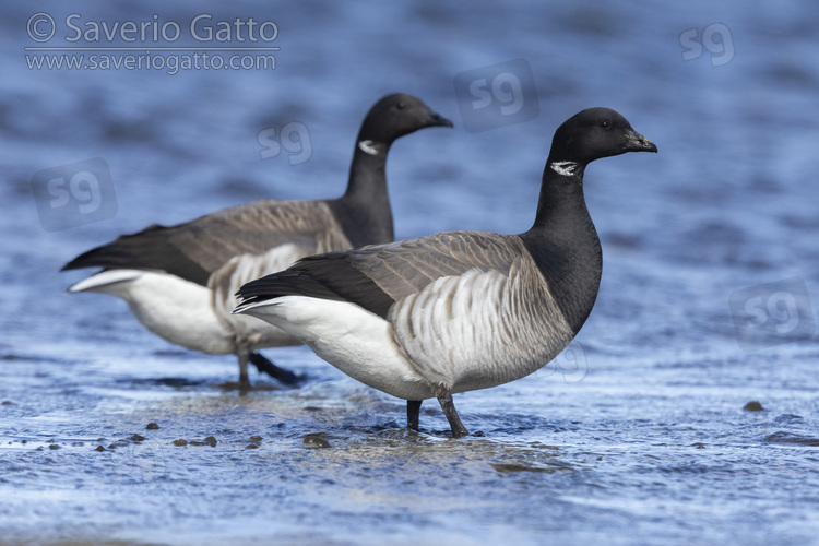 Brant Goose, two adults standing in the water