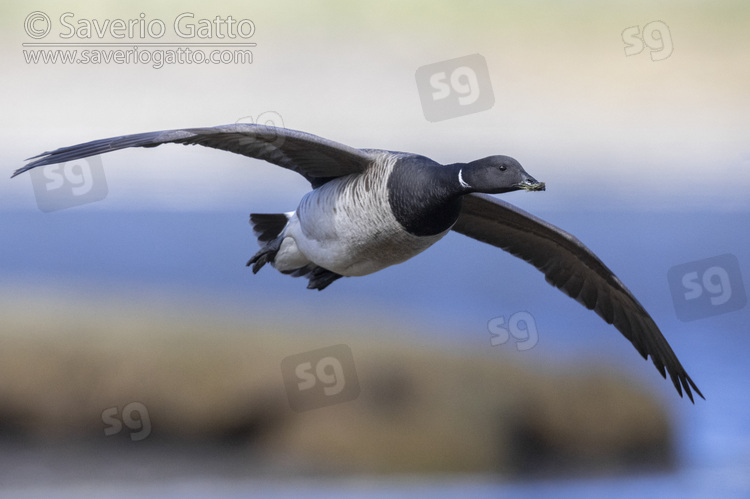 Brant Goose, adult in flight