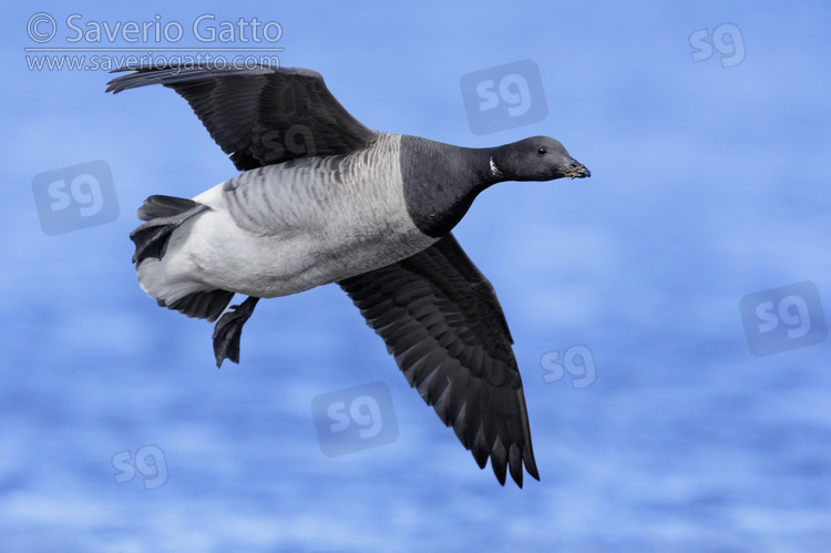 Brant Goose, side view of an adult in flight