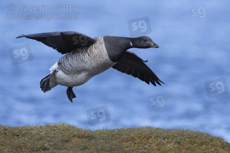 Brant Goose, side view of an adult in flight