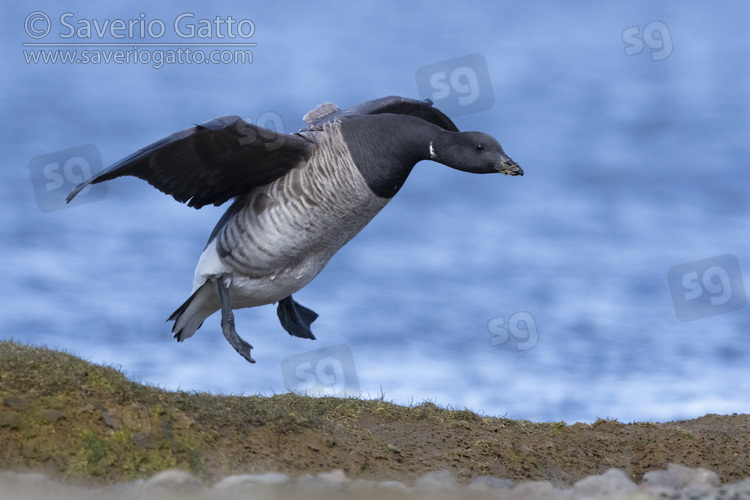 Brant Goose, side view of an adult in flight