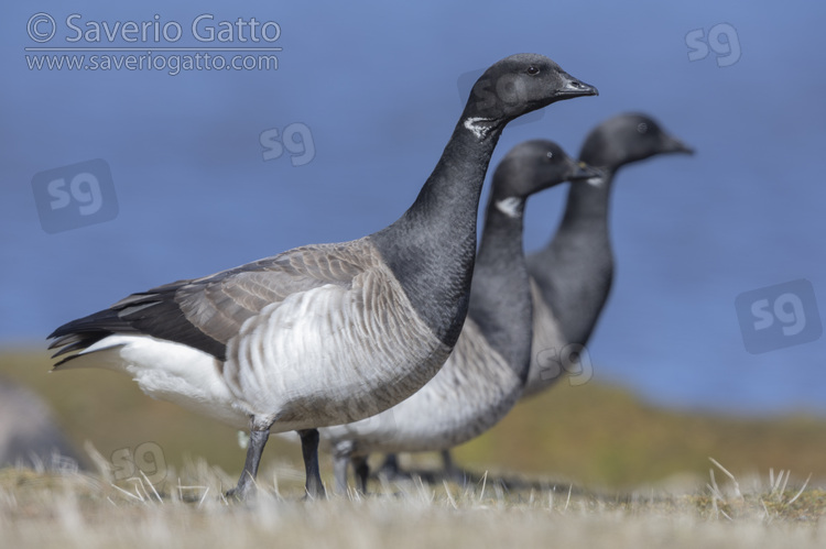 Brant Goose, three adults standing on the ground