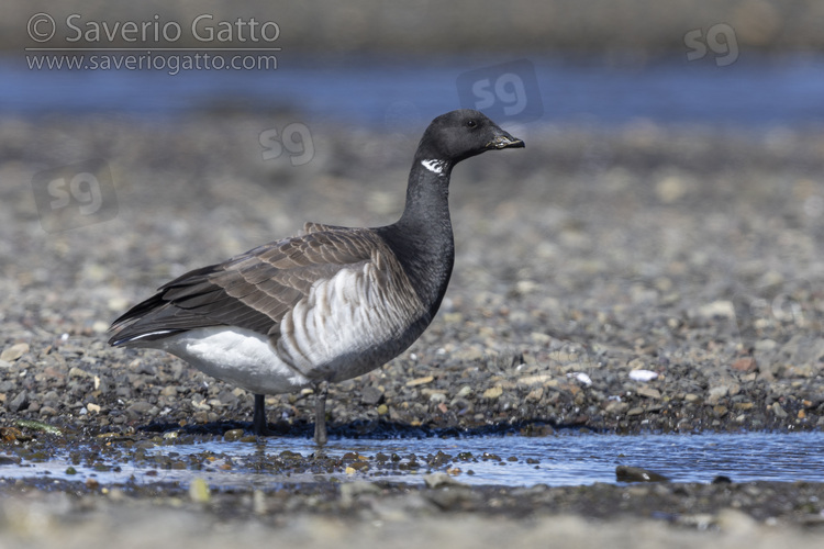 Brant Goose, side view of an adult standing on the ground