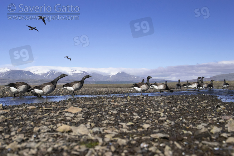 Brant Goose