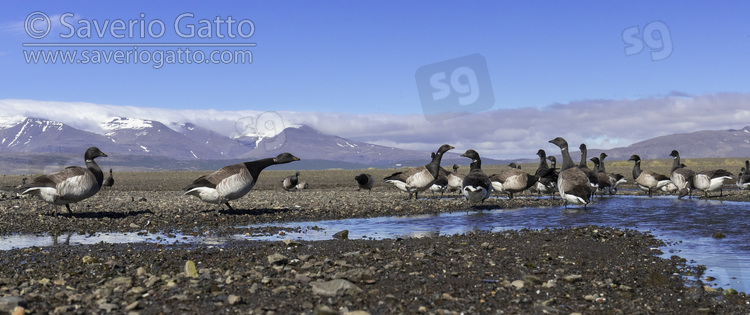 Brant Goose, a flock in a coastal area