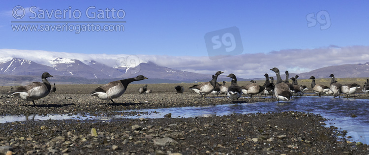 Brant Goose