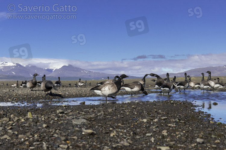 Brant Goose