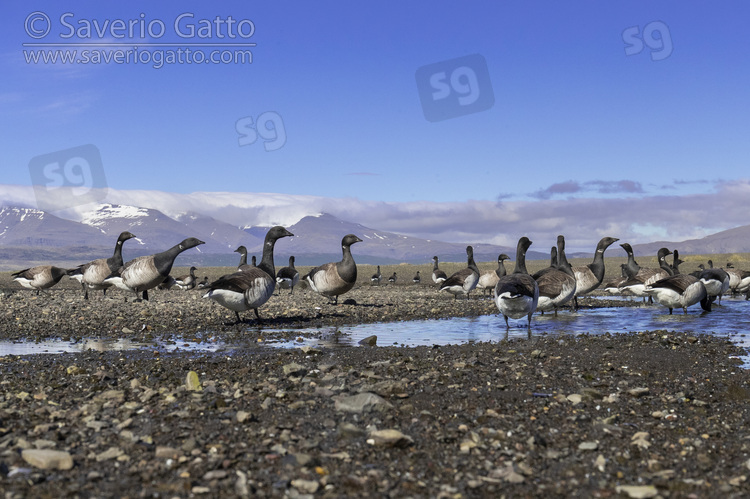 Brant Goose, a flock in a coastal area