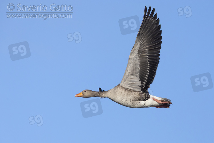 Greylag Goose, side view of an adult in flight