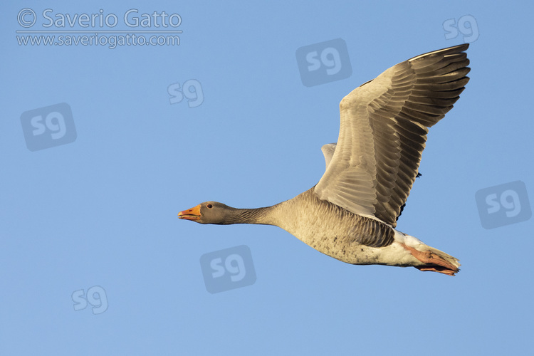 Greylag Goose, side view of an adult in flight