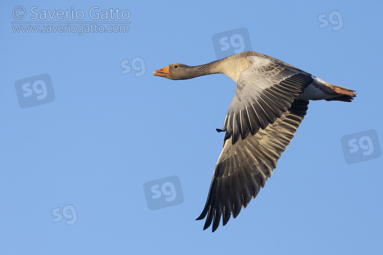 Greylag Goose, side view of an adult in flight