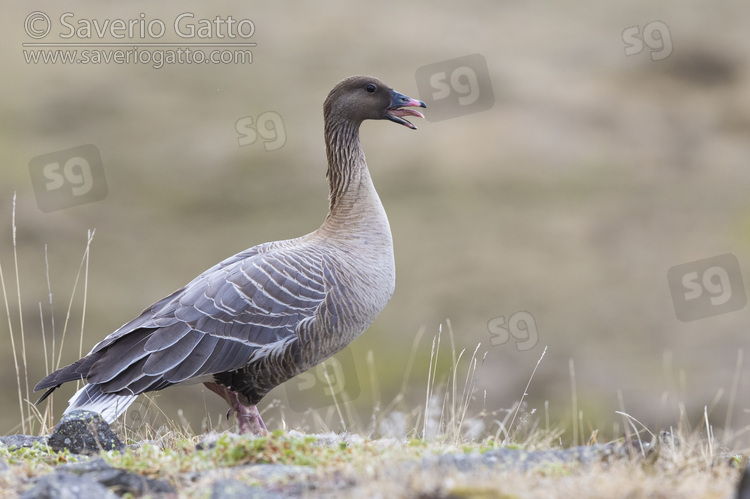 Pink-footed Goose