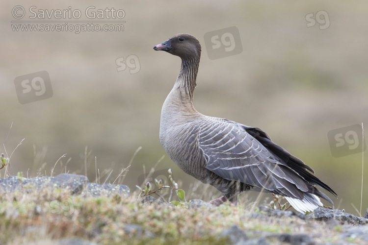 Pink-footed Goose