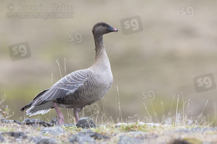 Pink-footed Goose, adult female standing on the ground