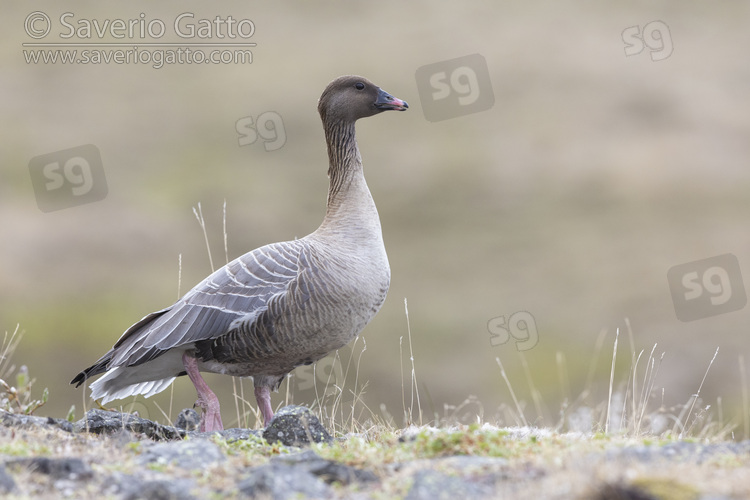 Pink-footed Goose