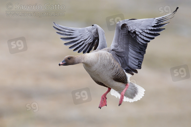 Pink-footed Goose, adult male in flight