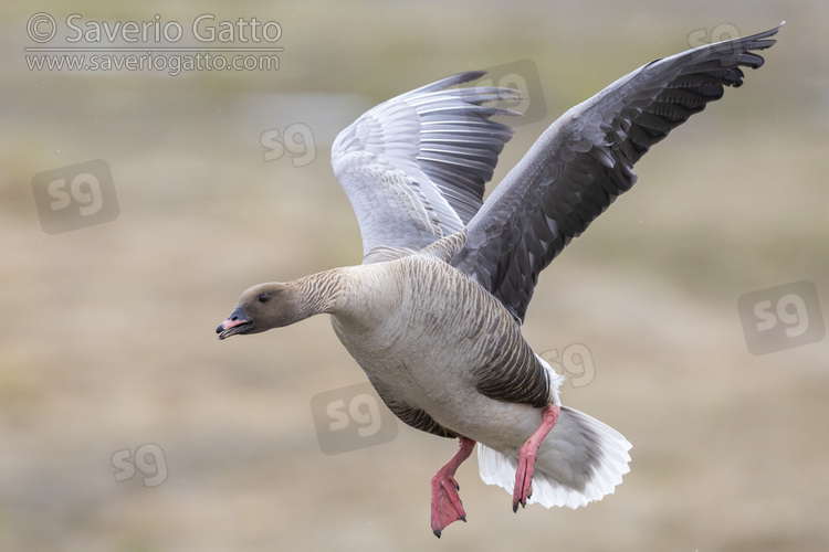 Pink-footed Goose, adult male in flight