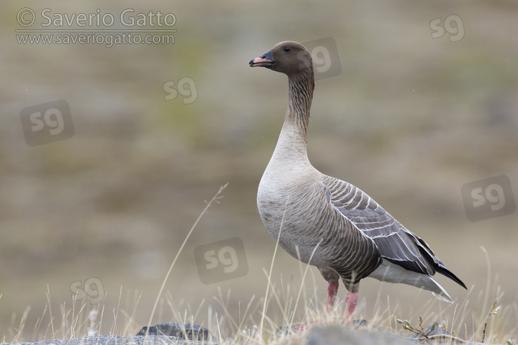 Pink-footed Goose