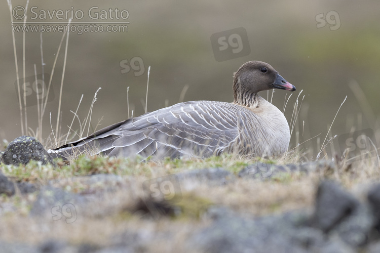 Pink-footed Goose