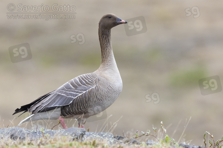 Pink-footed Goose