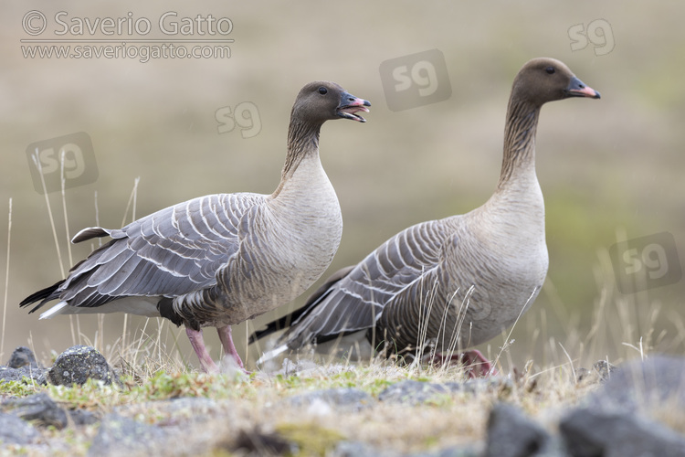 Pink-footed Goose