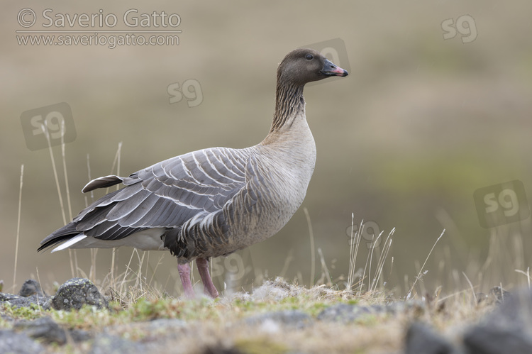 Pink-footed Goose, adult female standing on the ground