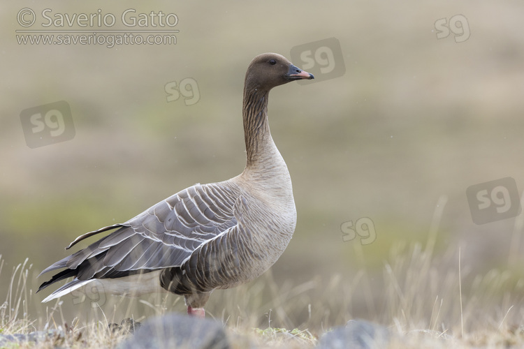 Pink-footed Goose