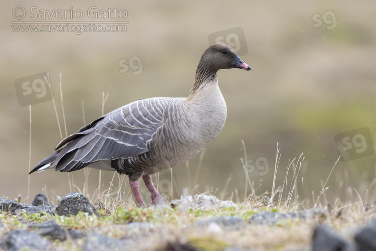 Pink-footed Goose