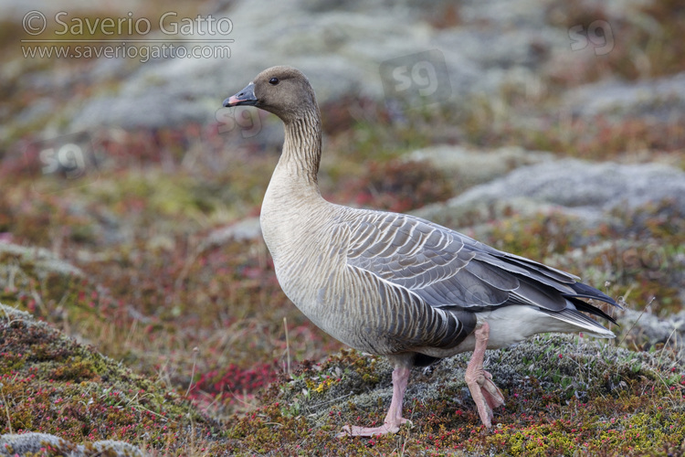 Oca zamperosee, adulto che cammina nella tundra