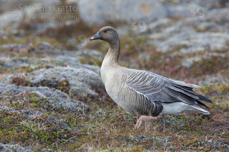 Pink-footed Goose, adult standing on the ground