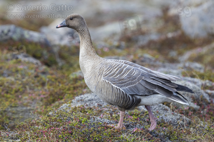 Pink-footed Goose