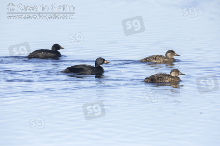 Common scoter, a flock swimming in the water