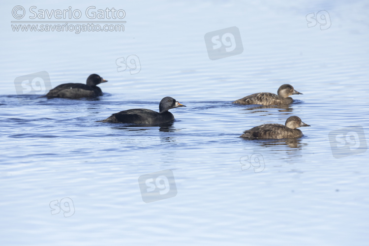 Orchetto marino, piccolo gruppo in acqua