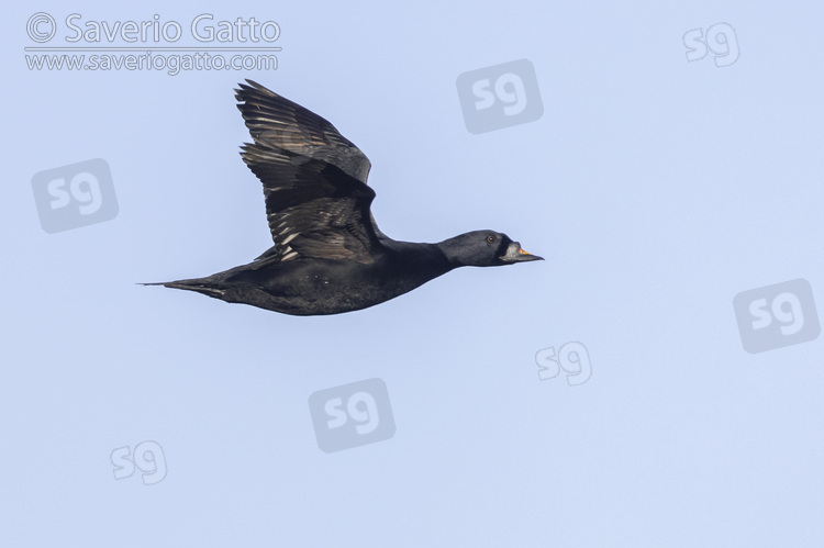 Common scoter, side view of an adult male in flight