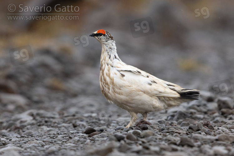 Rock Ptarmigan, side view of an adult male standing on the ground