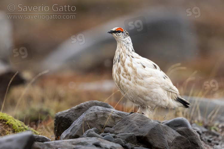 Rock Ptarmigan, side view of an adult male standing on a rock