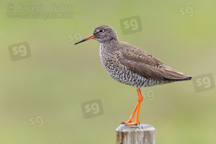 Common Redshank, side view of an adult standing on a post