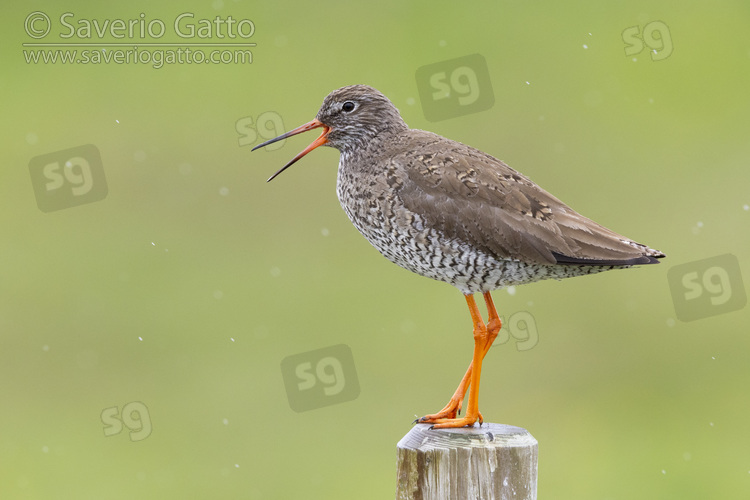 Common Redshank, side view of an adult standing on a post