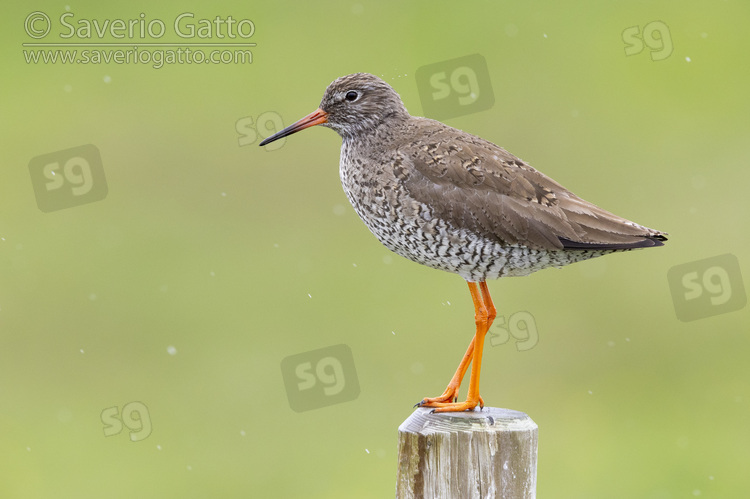 Common Redshank, side view of an adult standing on a post