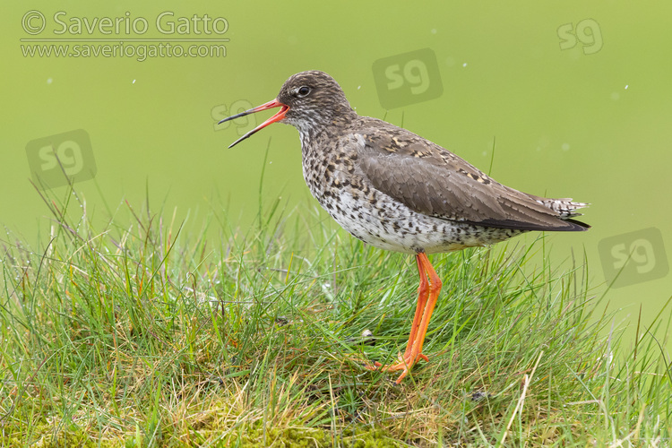 Common Redshank, side view of an adult standing on a tussock