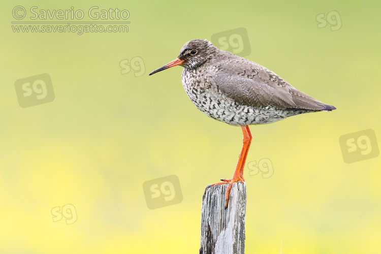 Common Redshank, side view of an adult standing on a post