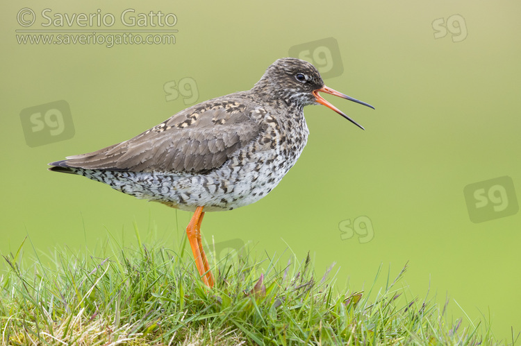 Common Redshank, side view of an adult standing on a tussock