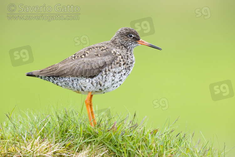 Common Redshank, side view of an adult standing on a tussock