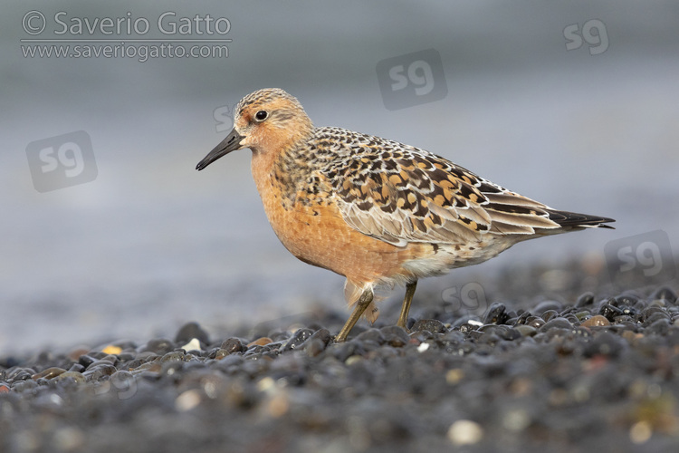 Red Knot, side view of an adult standing on the shore