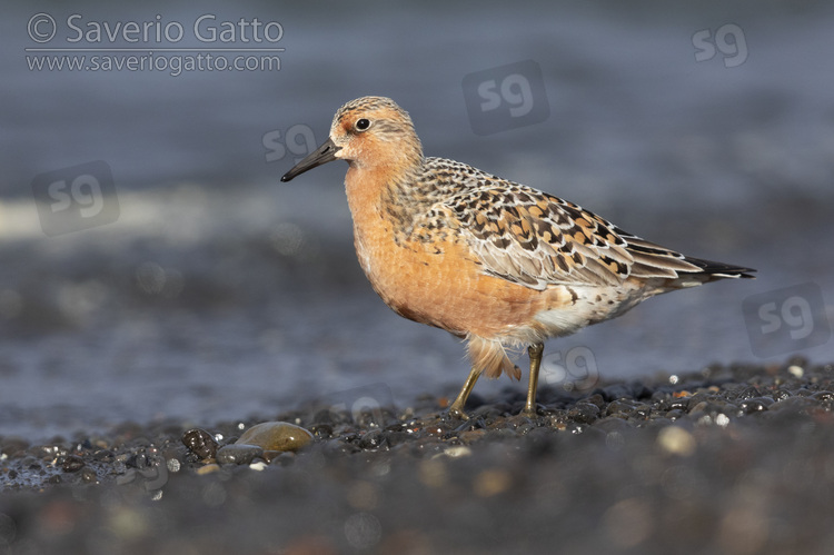 Red Knot, side view of an adult standing on the shore